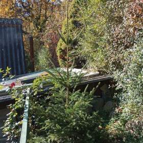 Fotka k inzerátu Vánoční stromeček  / 18711712