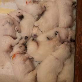 Fotka k inzerátu Slovenský čuvač -  štěňátka s PP / 19662207