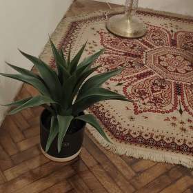 Garsoniéru pronajmu. / 19671853