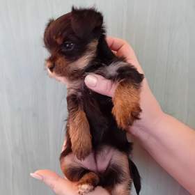 Foto inzerátu Jorkšír štěňátko fenka Návsí u Jablunkova