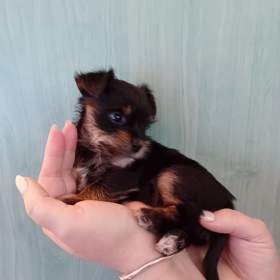 Foto inzerátu Jorkšír štěňátko fenka Návsí u Jablunkova