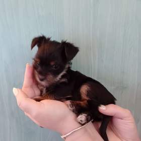 Foto inzerátu Jorkšír štěňátko fenka Návsí u Jablunkova
