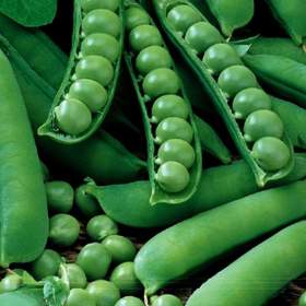 Fotka k inzerátu Hrách dřeňový Avola -  semena / 19669975