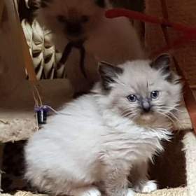 Fotka k inzerátu NABÍZIM Ragdolla  / 19522271