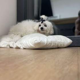 Foto inzerátu Prodám Maltezacka