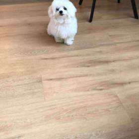 Foto inzerátu Prodám Maltezacka