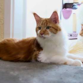 Foto inzerátu Mainská mývalí s PP