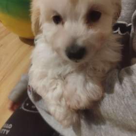 Fotka k inzerátu Maltezak / 19649146