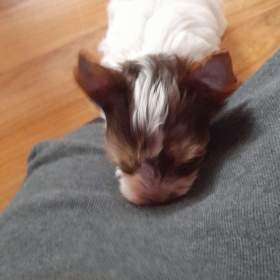 Foto inzerátu yorksir biro s PP