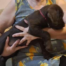 Foto inzerátu Pudlpointr s PP