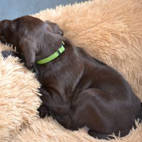 Fotka k inzerátu Pudlpointr s PP / 19649146