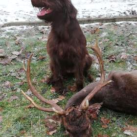 Foto inzerátu Pudlpointr s PP