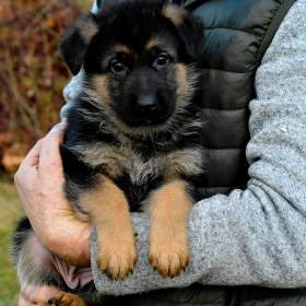 Foto inzerátu Německý ovčák - štěňátka s PP