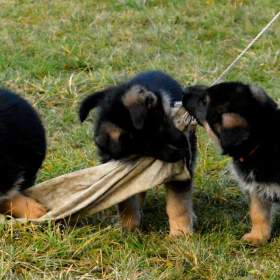 Foto inzerátu Německý ovčák - štěňátka s PP