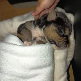 Foto inzerátu Československý ovčák