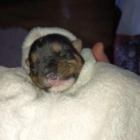 Foto inzerátu Československý ovčák