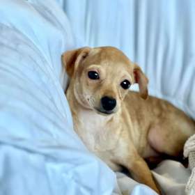 Foto inzerátu Štěně