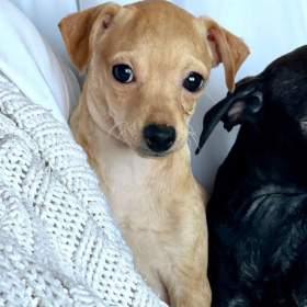 Foto inzerátu Štěně