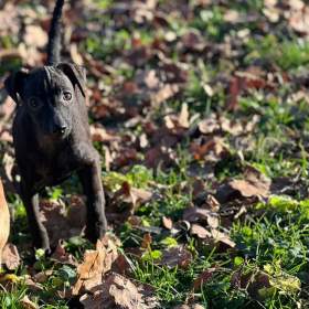 Foto inzerátu Štěně