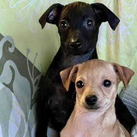 Foto inzerátu Štěně