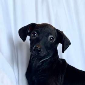 Foto inzerátu Štěně