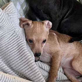 Foto inzerátu Štěně