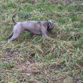 Foto inzerátu Daruji thajskeho ridgebacka