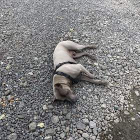 Foto inzerátu Daruji thajskeho ridgebacka