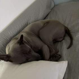 Foto inzerátu Daruji thajskeho ridgebacka