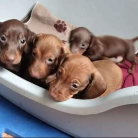 Fotka k inzerátu Jezevčík hladkosrstý trpasličí na prodej / 19666281