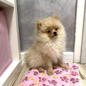 Fotka k inzerátu POMERIAN / 19666281