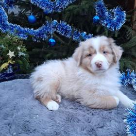 Foto inzerátu Australský ovčák s PP