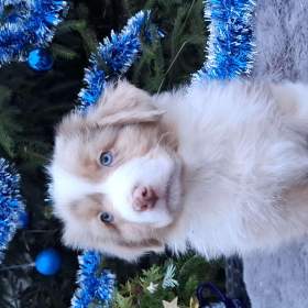 Foto inzerátu Australský ovčák s PP