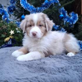 Foto inzerátu Australský ovčák s PP