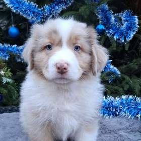 Foto inzerátu Australský ovčák s PP