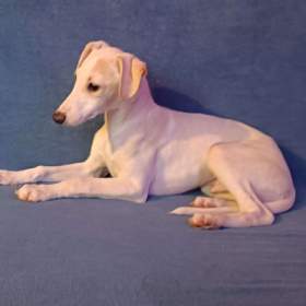 Foto inzerátu Whippet /Vipet/ - pejsek bez pp