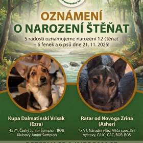 Foto inzerátu Malé plemeno MEDI Štěňata čistokrevná s PP