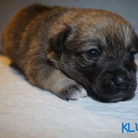 Foto inzerátu Malé plemeno MEDI Štěňata čistokrevná s PP