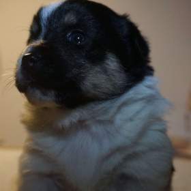 Foto inzerátu Malé plemeno MEDI Štěňata čistokrevná s PP