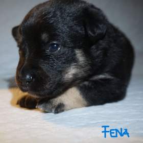 Foto inzerátu Malé plemeno MEDI Štěňata čistokrevná s PP