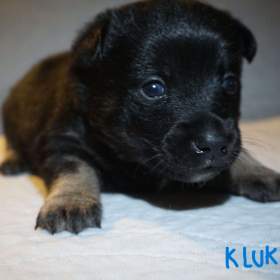 Foto inzerátu Malé plemeno MEDI Štěňata čistokrevná s PP