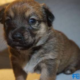 Foto inzerátu Malé plemeno MEDI Štěňata čistokrevná s PP