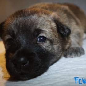 Foto inzerátu Malé plemeno MEDI Štěňata čistokrevná s PP