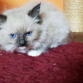 Foto inzerátu NABÍZIM Ragdolla