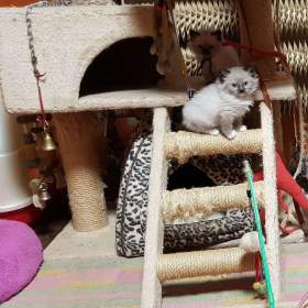 Foto inzerátu NABÍZIM Ragdolla