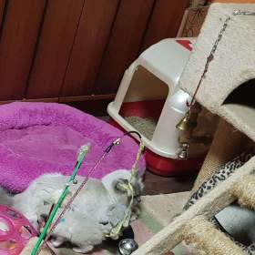 Foto inzerátu NABÍZIM Ragdolla