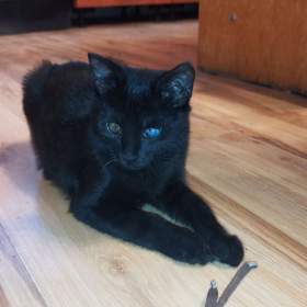 Foto inzerátu Ujme se někdo?