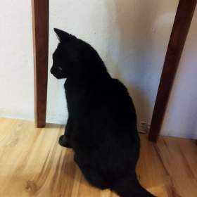 Foto inzerátu Ujme se někdo?