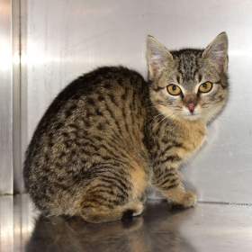 Darujeme nalezené kotě / 19676229