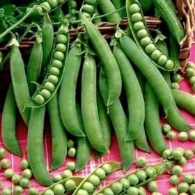 Foto inzerátu Hrách dřeňový Junos - semena